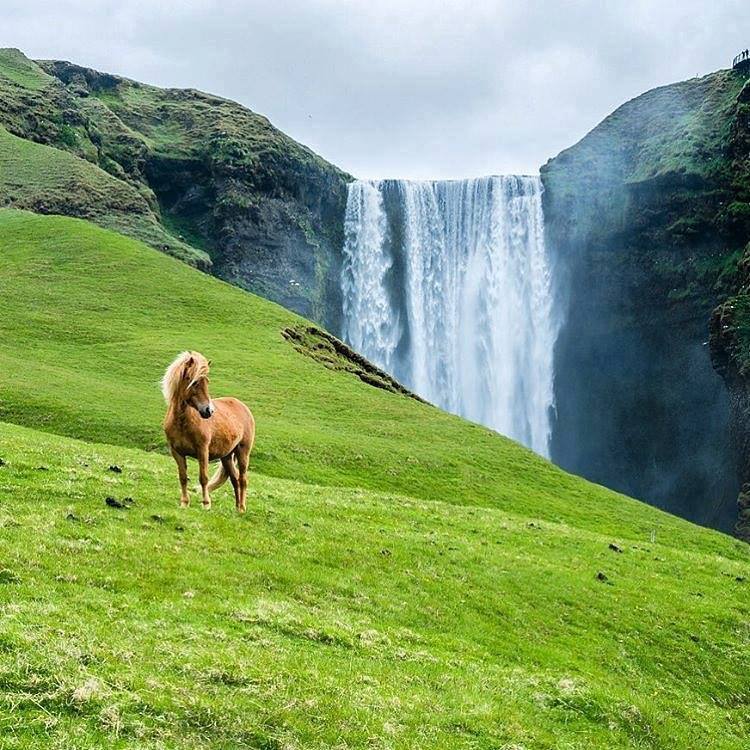 Horses of Waterfall